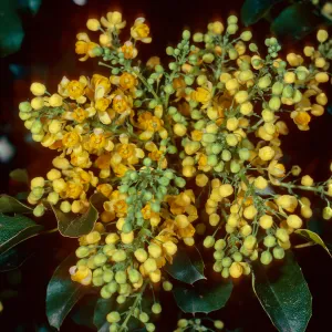 Mahonia pinnata insularis, Island Section, Santa Barbara Botanic Garden