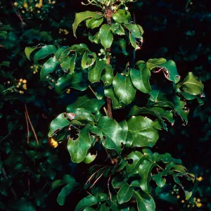 Mahonia pinnata insularis, Island Section, Santa Barbara Botanic Garden