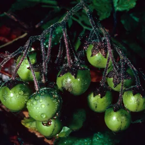 Solanum clokeyi, Santa Barbara Botanic Garden