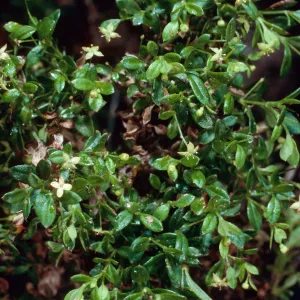 Galium, Santa Barbara Botanic Garden