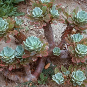 Talinum guadalupense, Santa Barbara Botanic Garden