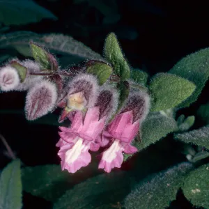 Lepechinia fragans, Island Section, Santa Barbara Botanic Garden