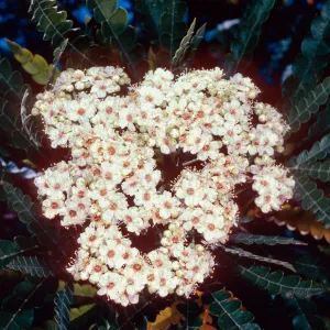 Lyonothamnus floribundus aspleniflorus, Santa Barbara Botanic Garden
