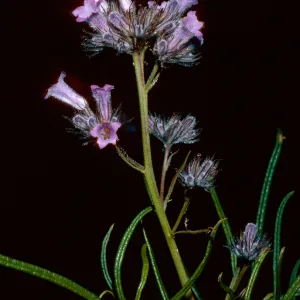 Eriodictylon capitatum, Santa Barbara Botanic Garden