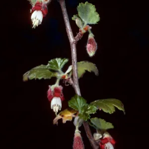 Ribes thacherianum, Island Section, Santa Barbara Botanic Garden