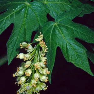 Acer Macrophyllum, West fork of Cold Springs Trail, Santa Ynez Mountains