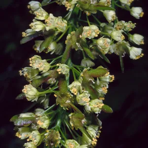 Acer Macrophyllum, West fork of Cold Springs Trail, Santa Ynez Mountains