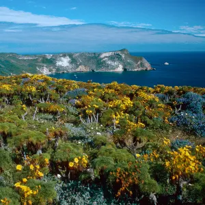 Coreopsis, Lupinus (Lupine), Cuyler Harbor, from Cabrillo Monument, San Miguel Island