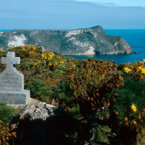 Coreopsis, Cabrillo Monument, San Miguel Island