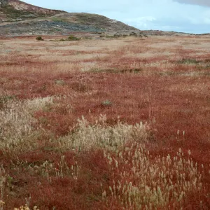Parapholis, West of San Miguel Peak, San Miguel Island