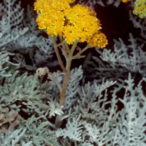 Eriophyllum nevinii, Southeast corner of airfield, San Clemente Island