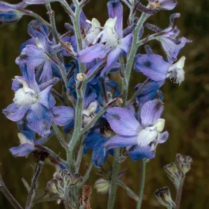 Delphinium variegatum thornei, SCI-215, Middle Ranch Canyon, San Clemente Island