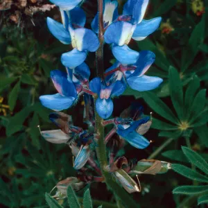 Lupinus guadalupensis, base of Eel Point grade, San Clemente Island