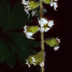 Lithophroma maximum, 2nd canyon, South of Malo, San Clemente Island