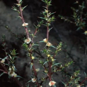 Salsola tragus, Metric site/Beach Road, San Nicolas Island