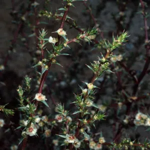 Salsola tragus, Metric site/Beach Road, San Nicolas Island