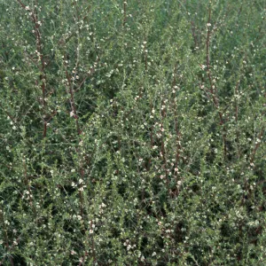 Salsola tragus, Metric site/Beach Road, San Nicolas Island