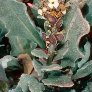 Dithyrea maritima, East of Seal Beach, Southwest end, San Nicolas Island