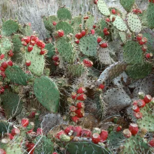 Opuntia oricola, mouth of Celery Canyon, note: used in Santa Barbara Magazine, San Nicolas Island
