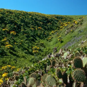 Cave Canyon, Santa Barbara Island