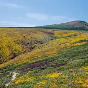 Lasthenia, Cliff Canyon: looking toward North Peak, Santa Barbara Island