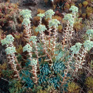 Dudleya (liveforevers), West of Cat Canyon, Santa Barbara Island