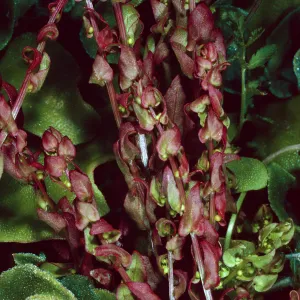 Aphanisma, Southeast side of island, Santa Barbara Island
