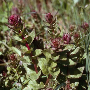 Aphanisma blitoides, Cat Canyon, Santa Barbara Island