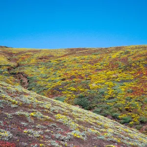 Malacothrix, upper Cliff Canyon, Santa Barbara Island