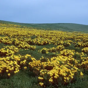Coreopsis, head of Graveyard Canyon, Santa Barbara Island