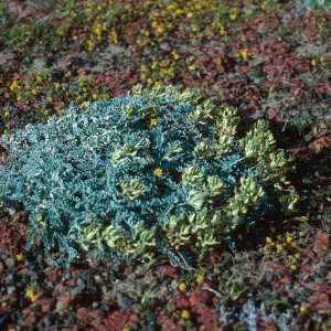 Astragalus traskiae, near lighthouse, Santa Barbara Island