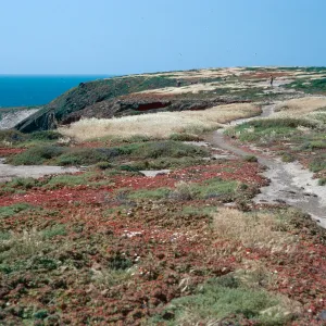 Mesembryanthemum crystallinum, looking toward Webster Point, Santa Barbara Island