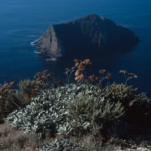 Eriogonum giganteum compactum, above Sutil Island, Santa Barbara Island