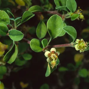 Euphorbia misera