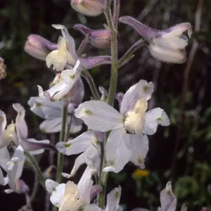 Delphinium variegatum kinkiense, South of Mosquito Harbor, San Clemente Island 