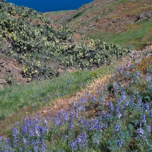 Delphinium variegatum thornei, South of Mosquito Harbor, note: Navy Report, San Clemente Island 
