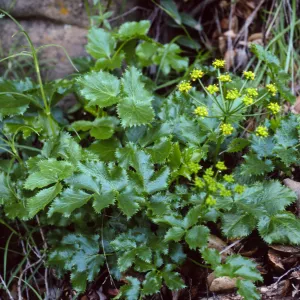 Tauschia arguta, Tunnel Trail, Santa Barbara County
