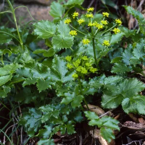 Tauschia arguta, Tunnel Trail, Santa Barbara County