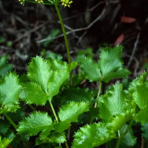 Tauschia arguta, Tunnel Trail, Santa Barbara County