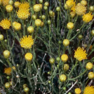 Acamptopappus sphaerocephalus, Trona-Wildrose Road, Death Valley National Park, Inyo County