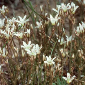 Arenaria kingii, Schulman Grove, White Mountains, Inyo County