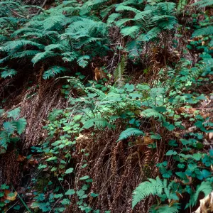 Polystichum, Big Creek Reserve, Monterey County