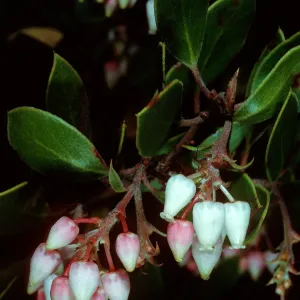 Arctostaphylos rudis, Burton Mesa, Santa Barbara County