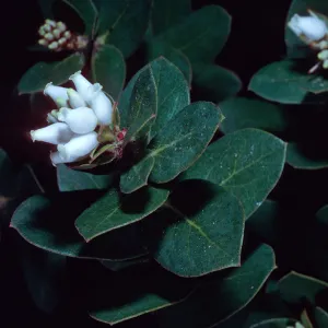 Arctostaphylos purissima, West of Rucker Road, Burton Mesa, Santa Barbara County