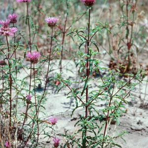 Monardella undulata undulata, Ken Adam County Park, Santa Barbara County