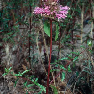 Monardella undulata undulata, Ken Adam County Park, Santa Barbara County