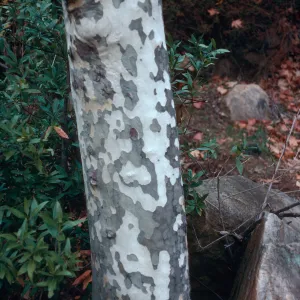 Platanus, Mission Creek, Tunnel Road crossing, Santa Barbara County