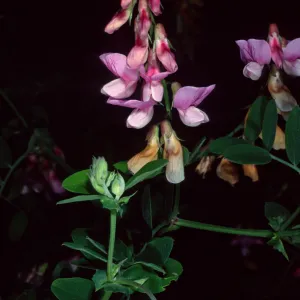 Lathyrus venetus, Tunnel Road, Santa Barbara County