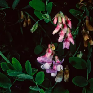 Lathyrus venetus, Tunnel Road, Santa Barbara County