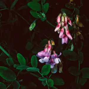 Lathyrus venetus, Tunnel Road, Santa Barbara County